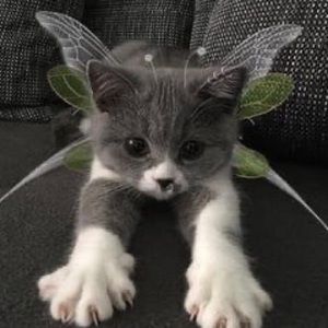 Meet your Posher, Emma